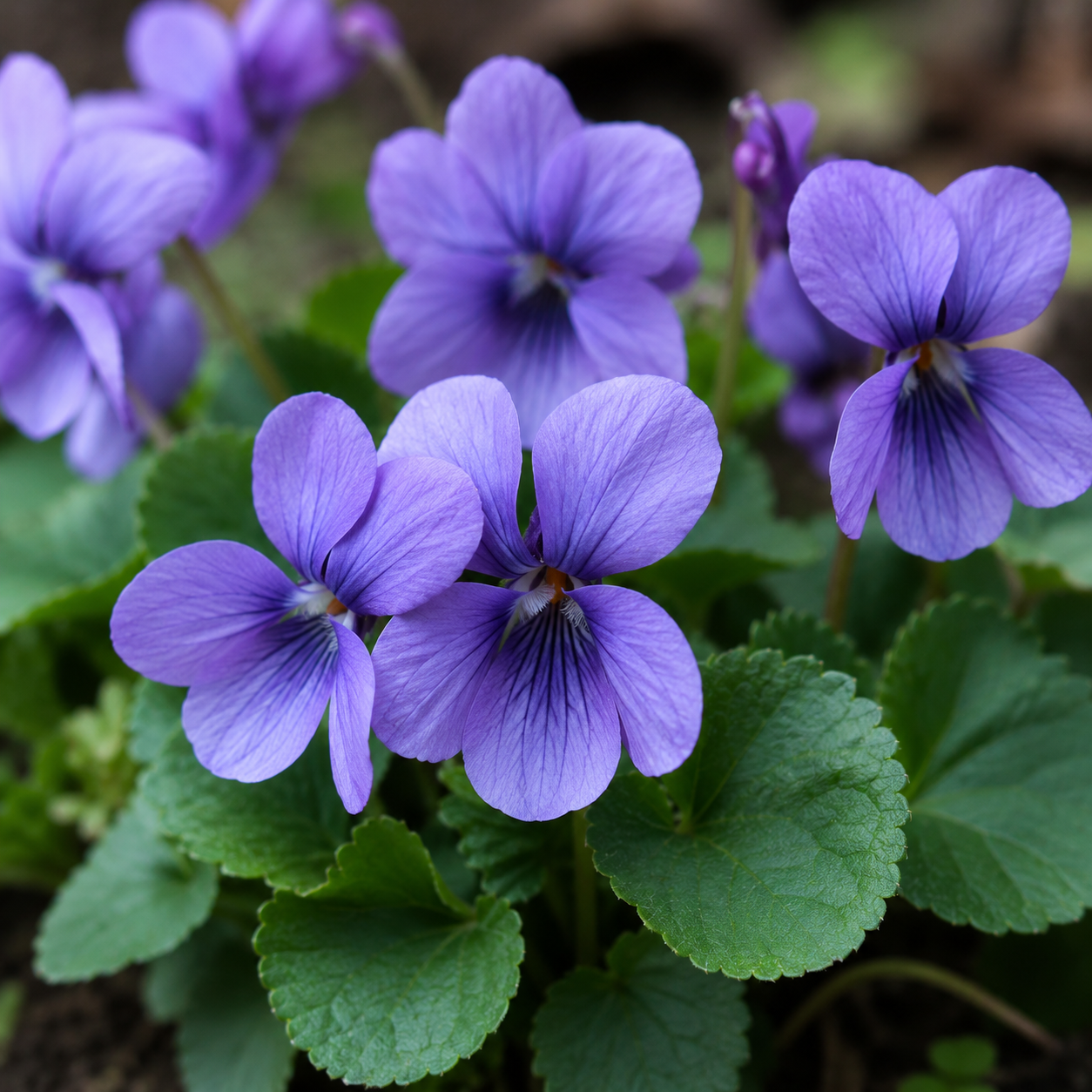 Organic Chinese Violet